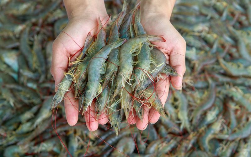 Fish-free diets boost shrimp immune health