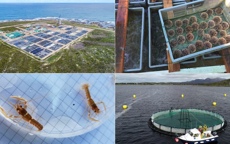 New 8 million EU project to increase value and sustainability of IMTA