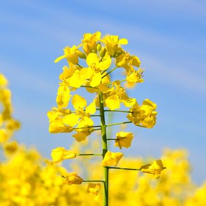 Omega-3 canola oil, a safe dietary source of DHA