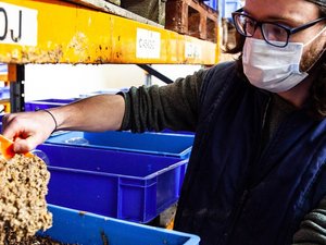 Insect meal to replace over half a million tons of soy in UKs animal feed