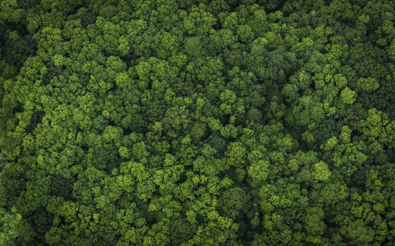 Mowi pledges deforestation-free supply chain