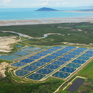 Aquaculture industry set to be a boon for Australia Norths economy