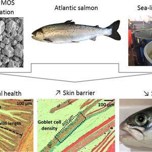 Is yeast supplementation a preventive health management tool against sea lice?