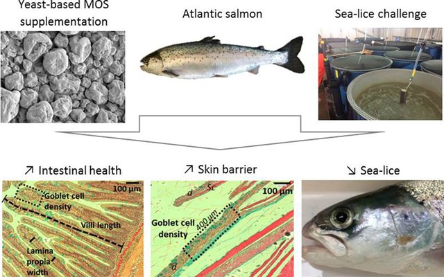 Is yeast supplementation a preventive health management tool against sea lice?