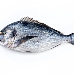 Study improves juvenile seabream price by replacing fishmeal with poultry meal