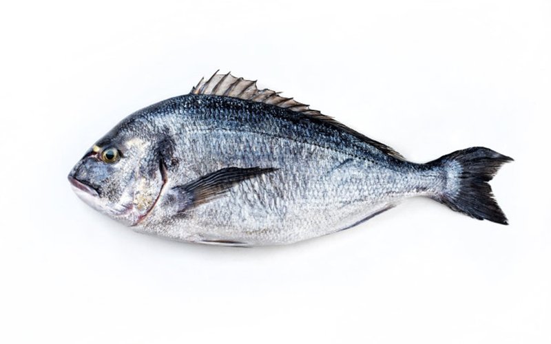 Study improves juvenile seabream price by replacing fishmeal with poultry meal