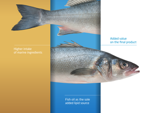 Aquasoja new feed range to improve fillet lipidic profile