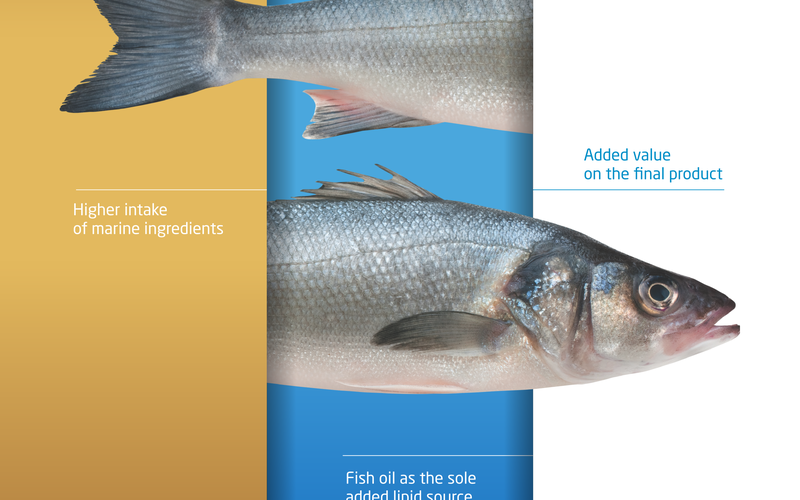 Aquasoja new feed range to improve fillet lipidic profile