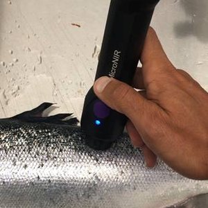 Cargills new micro NIR technology for quality testing in live salmon