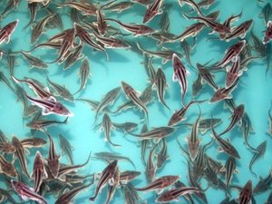 Russian aquaculture production ramps up