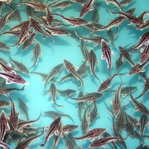 Russian aquaculture production ramps up