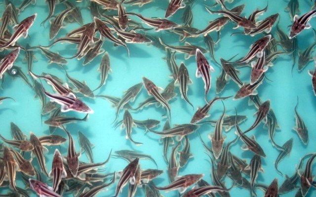 Russian aquaculture production ramps up