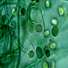 Worlds first scalable production of algae from carbon emissions