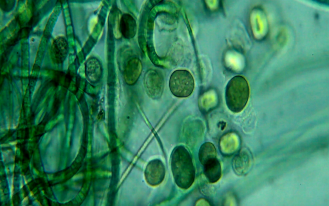 Worlds first scalable production of algae from carbon emissions