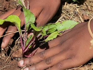 DSM sets food system commitments for a healthier future for people, the planet and livelihoods