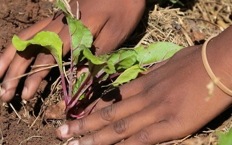 DSM sets food system commitments for a healthier future for people, the planet and livelihoods