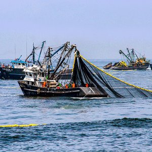 Peru ends second anchovy fishing season