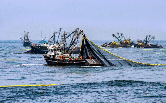 Peru ends second anchovy fishing season