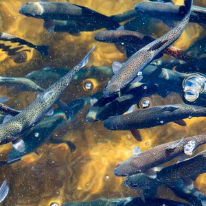 USDA opens aquaculture research grant opportunity