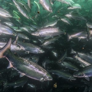 Veramaris chosen as omega-3 partner for the FEED-X program