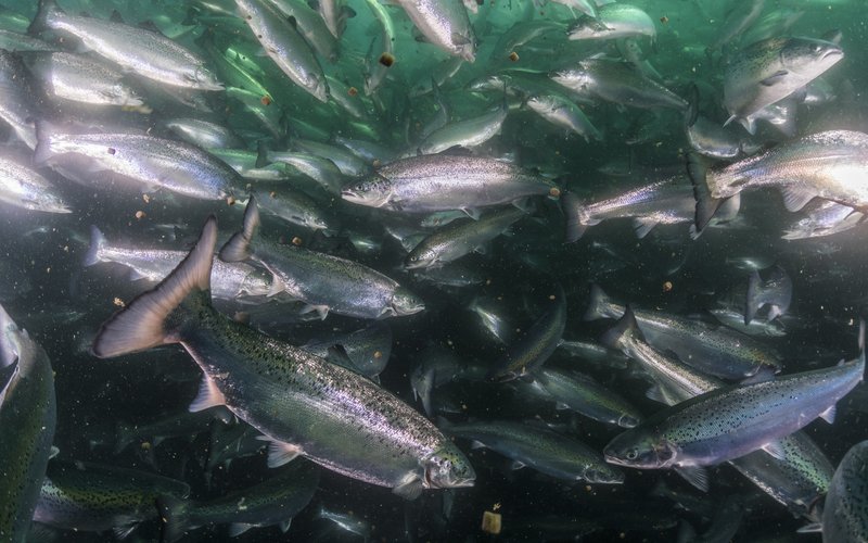 Veramaris chosen as omega-3 partner for the FEED-X program