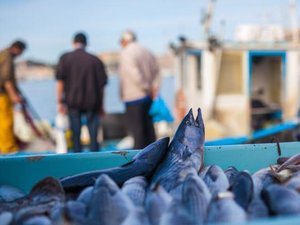 EU proposes second package of measures to support aquaculture hit by war