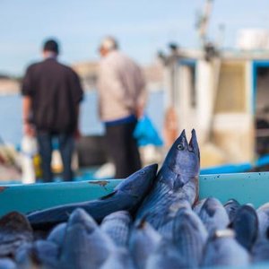 EU proposes second package of measures to support aquaculture hit by war