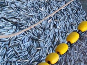 Fisheries and aquaculture byproducts in the EU