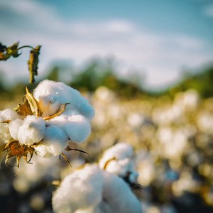 Cottonseed protein approved for aquafeeds