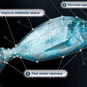 How to mitigate the effects of winter disease in seabream