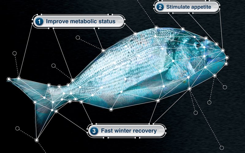 How to mitigate the effects of winter disease in seabream