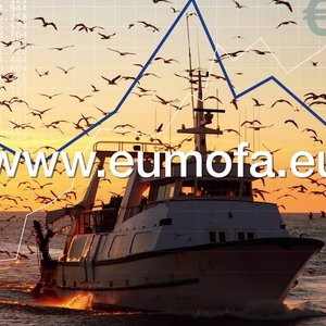 Norwegian salmon price decreases