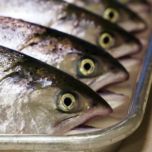 Seven-year King salmon nutrition project ends