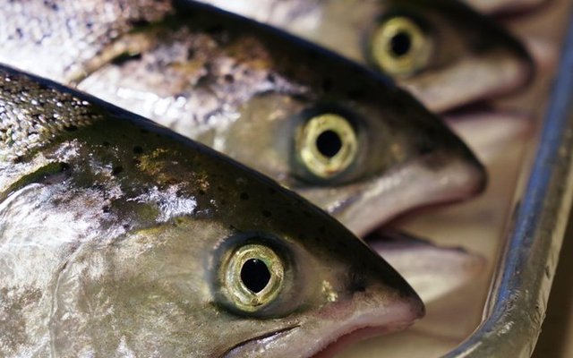 Seven-year King salmon nutrition project ends