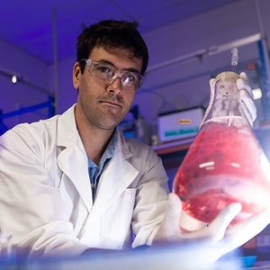 Seaweed scientist funded to test seaweed feed supplement in shrimp