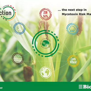 Biomin warns of high levels of mycotoxins in 2020 European corn and wheat harvest