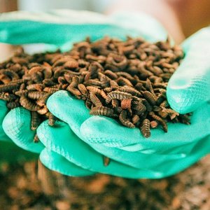 Insect School opens to drive innovation in the insect protein sector