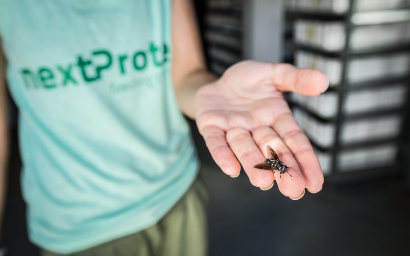 nextProtein raises Series A funding to scale up production of insect-based protein