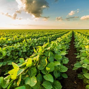 US soy checkoff releases 2021 sustainability overview report