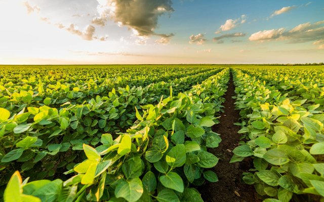 US soy checkoff releases 2021 sustainability overview report