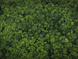 Norwegian salmon delivers on deforestation-free soy in Brazil