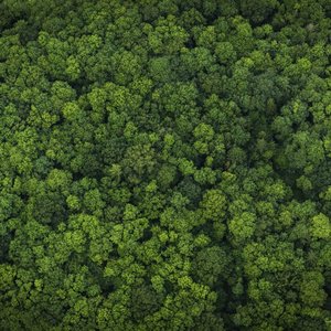 Norwegian salmon delivers on deforestation-free soy in Brazil