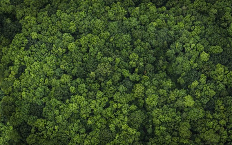 Norwegian salmon delivers on deforestation-free soy in Brazil