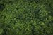 Norwegian salmon delivers on deforestation-free soy in Brazil