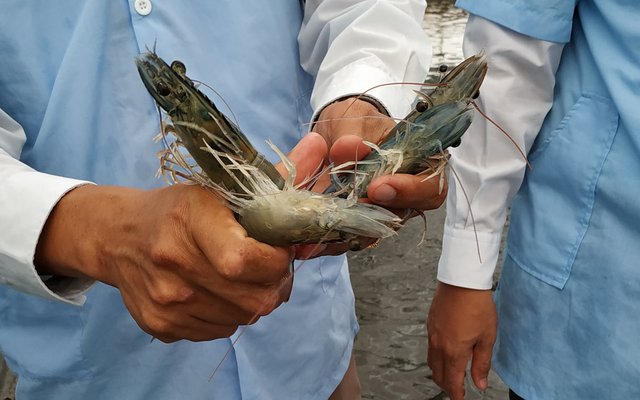 Major retailers call for governments to combat disease risk in Asian shrimp farms