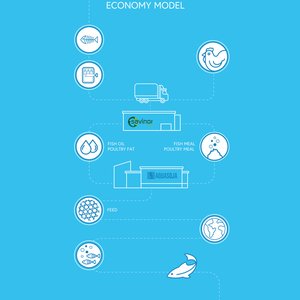 Life cycle assessment shows poultry byproducts as sustainable ingredients for aquafeeds