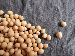 India approves GM soy imports