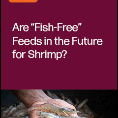 Join F3 webinar on emerging trends in alternative feeds for shrimp