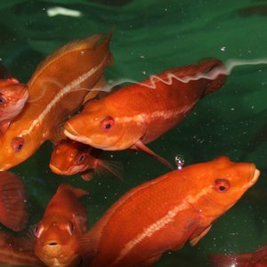 Plant-based ingredients can replace fishmeal in ballan wrasse juvenile feeds