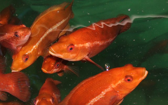 Plant-based ingredients can replace fishmeal in ballan wrasse juvenile feeds